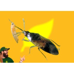 2000 orius laevigatus NINFAS+ADULTOS (contra trips). Oriline Mix