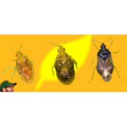 2000 orius laevigatus NINFAS+ADULTOS (contra trips). Oriline Mix