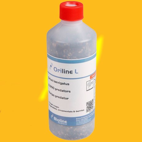 2000 orius laevigatus NINFAS+ADULTOS (contra trips). Oriline Mix