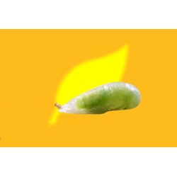 100 pupas Sphaerophoria rueppellii (pulgón y psila) Rueppelline