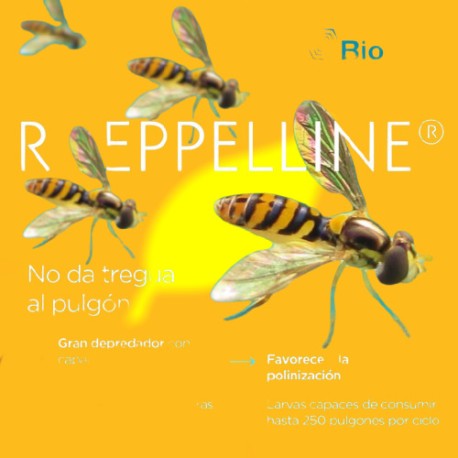 100 pupas Sphaerophoria rueppellii (pulgón y psila) Rueppelline