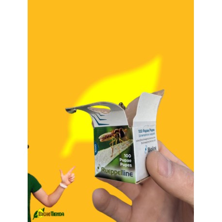 100 pupas Sphaerophoria rueppellii (pulgón y psila) Rueppelline