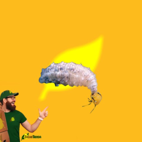 500 larvas Sphaerophoria rueppellii (pulgón y psila), Rueppelline Tubo