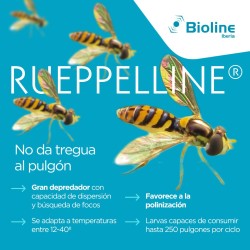 500 larvas Sphaerophoria rueppellii (pulgón y psila), Rueppelline Tubo