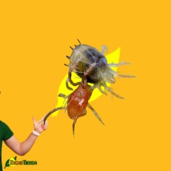 Phytoline Active® 10000 ind. bote Phytoseiulus persimilis (araña roja)