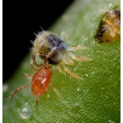 Phytoline Active® 10000 ind. bote Phytoseiulus persimilis (araña roja)