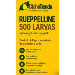 500 larvas Sphaerophoria rueppellii (pulgón y psila) Rueppelline