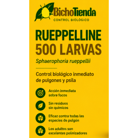 500 larvas Sphaerophoria rueppellii (pulgón y psila) Rueppelline