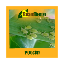 1000 larvas Sphaerophoria rueppellii (pulgón y psila) Tubo Rueppelline