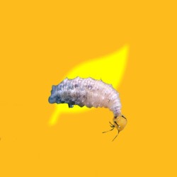 1000 larvas Sphaerophoria rueppellii (pulgón y psila) Tubo Rueppelline