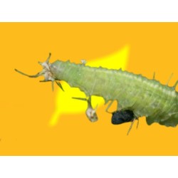 1000 larvas Sphaerophoria rueppellii (pulgón y psila) Tubo Rueppelline