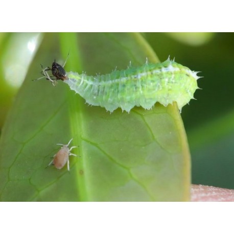 1000 larvas Sphaerophoria rueppellii (pulgón y psila) Tubo Rueppelline