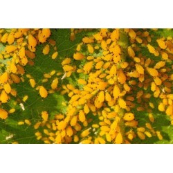 1000 larvas Sphaerophoria rueppellii (pulgón y psila) Tubo Rueppelline