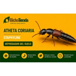 atheta coriaria control mosca mantillo