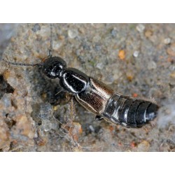 atheta coriaria control mosca mantillo