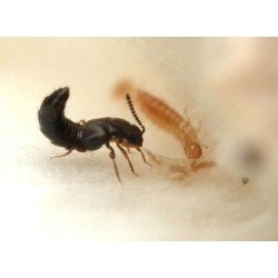 atheta coriaria control mosca mantillo
