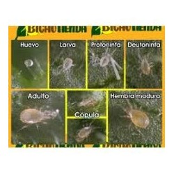 Starskii Amblyseius swirskii 125000 ind. Bugline (6 tiras de 100 m)