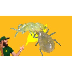 Starskii Amblyseius swirskii 125000 ind. Bugline (6 tiras de 100 m)