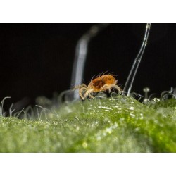 Starskii Amblyseius swirskii 125000 ind. Bugline (6 tiras de 100 m)