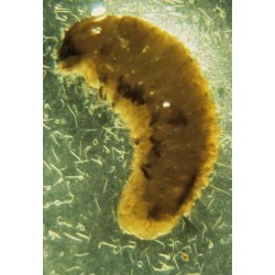 Heterorhabditis bacteriophora 1500 Mill. 6 bolsas Exhibitline HB (larvas de suelo)