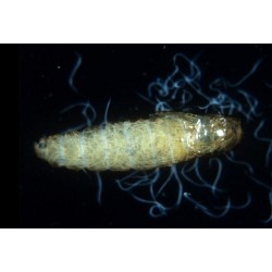 Heterorhabditis bacteriophora 1500 Mill. 6 bolsas Exhibitline HB (larvas de suelo)