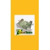 PLANTA LOBULARIA 104 unidades