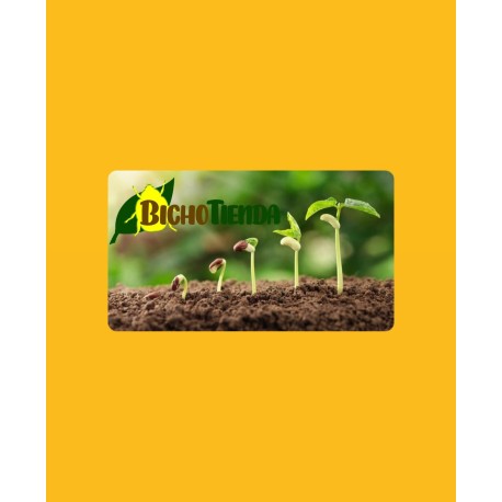 PLANTA GIRASOL - 54 unidades