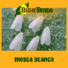 En-Strip 15000 Encarsia Formosa (contra mosca blanca)