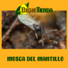 Entomite-A 50000 Hypoaspis aculeifer