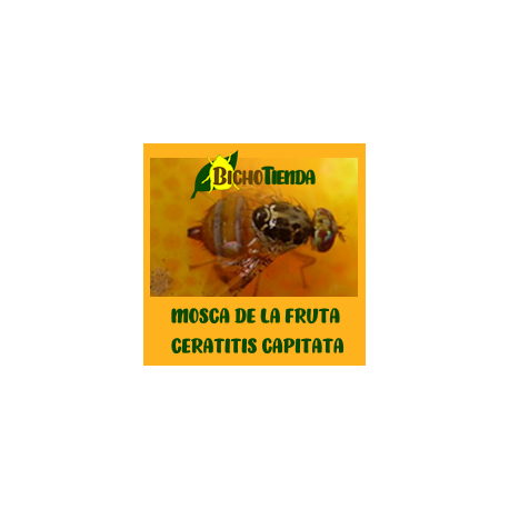 feromonas CERATITIS ROSA (mosca de la fruta del natal) 90 días ECONEX