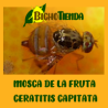 Pack Trampa + Atrayente contra Mosca de la Fruta
