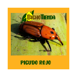 RHYNCHOPHORUS PALMARUM 90 días (picudo negro) Econex