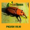 RHYNCHOPHORUS PALMARUM 90 días (picudo negro) Econex