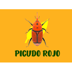 Kairomona picudo rojo (Rhynchophorus ferrugineus)
