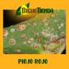 Aphytis Melinus 10000 (contra cochinillas y diaspinos)