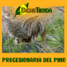 PROCESS atrap Expert (adultos procesionaria del pino)