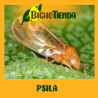 Anthocoris nemoralis 250