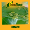 plaga de pulgón