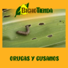 Troyan 2500 Millones (contol biológico gusano cabezudo)