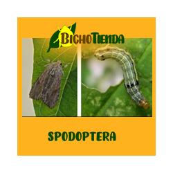 SPODOPTERA EXEMPTA (40 días) Econex