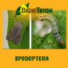Feromona Spodoptera exigua