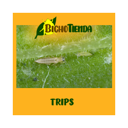 Thripex 100000 - Ácaros depredadores de thrips
