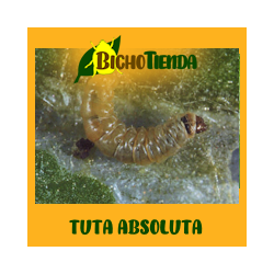 TUTATEC 1 UD ( 50 uds. por sobre )