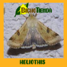 Feromonas HELIOTHIS PUNCTIGERA 2 MG 40 DÍAS Econex