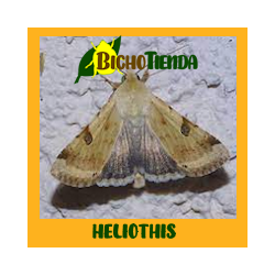 Pack 10 Feromonas Helicoverpa Armigera PB (heliothis)