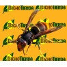 VELUTINATRAP® atrayente contra avispa asiática Vespa velutina