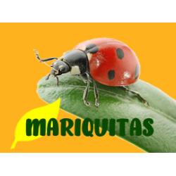 mariquitas contra pulgón