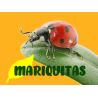 mariquitas contra pulgón