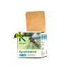 Syrphidend 50 - Episyrphus balteatus