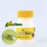 ANAGYcontrol 500 adultos (Anagyrus vladimiri contra cochinilla)